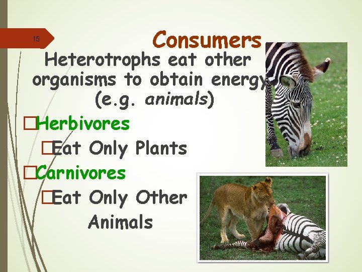 15 Consumers Heterotrophs eat other organisms to obtain energy. (e. g. animals) �Herbivores �Eat