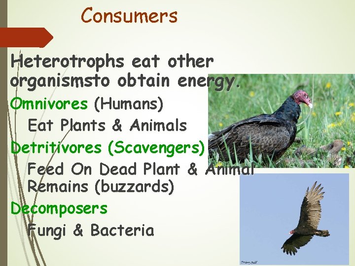 Consumers Heterotrophs eat other organismsto obtain energy. Omnivores (Humans) Eat Plants & Animals Detritivores