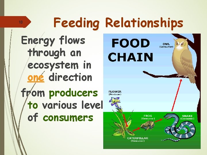 18 Feeding Relationships Energy flows through an ecosystem in one direction from producers to