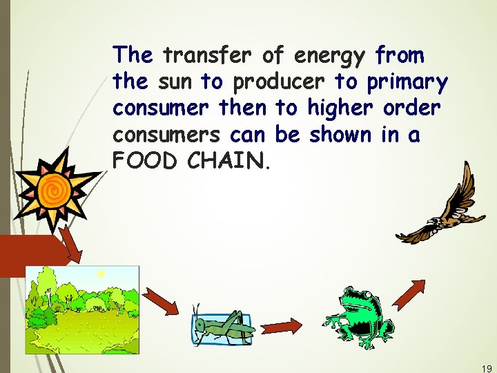 The transfer of energy from the sun to producer to primary consumer then to