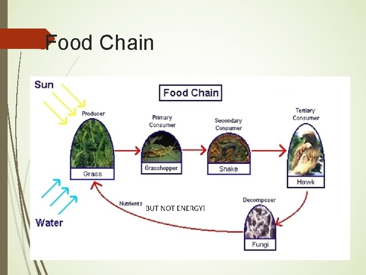 Food Chain 