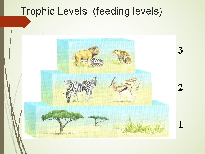 Trophic Levels (feeding levels) 3 2 1 