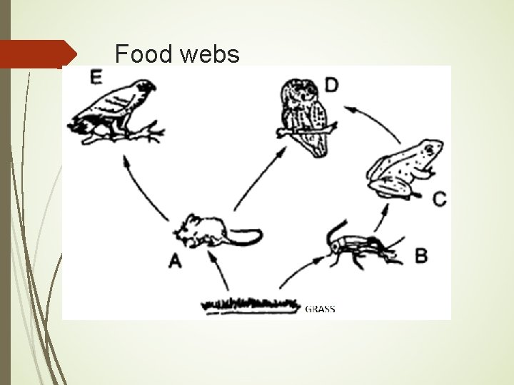 Food webs 