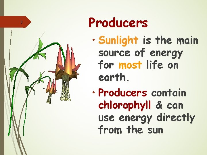 3 Producers • Sunlight is the main source of energy for most life on