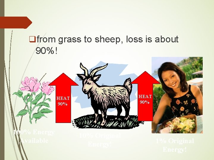 qfrom grass to sheep, loss is about 90%! HEAT 90% 100% Energy Available 10%