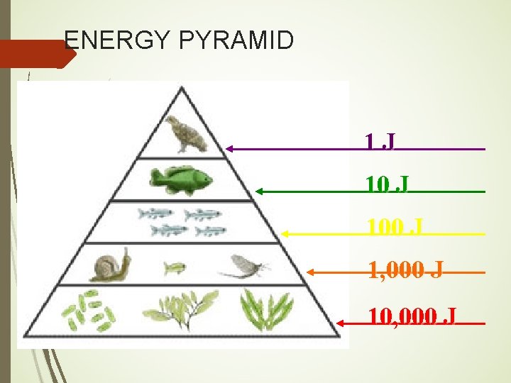 ENERGY PYRAMID 1 J 100 J 1, 000 J 10, 000 J 