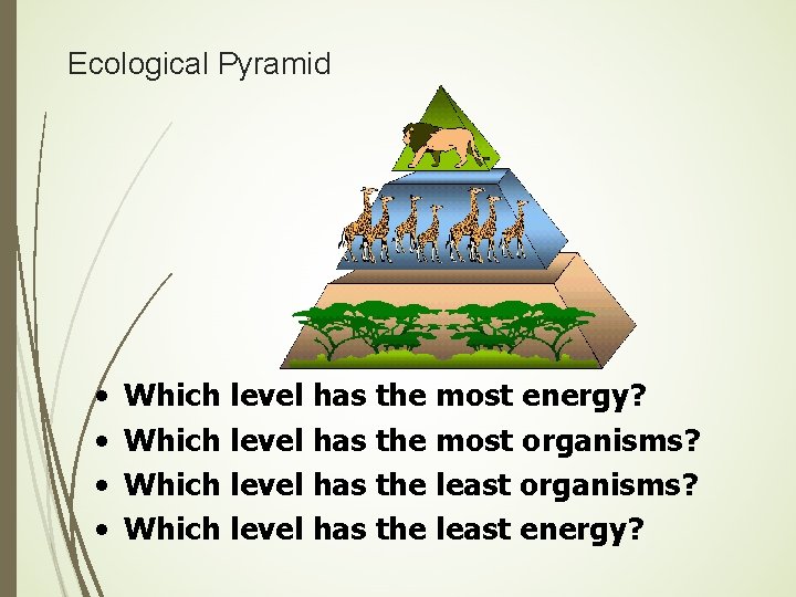 Ecological Pyramid • • Which level has the most energy? Which level has the