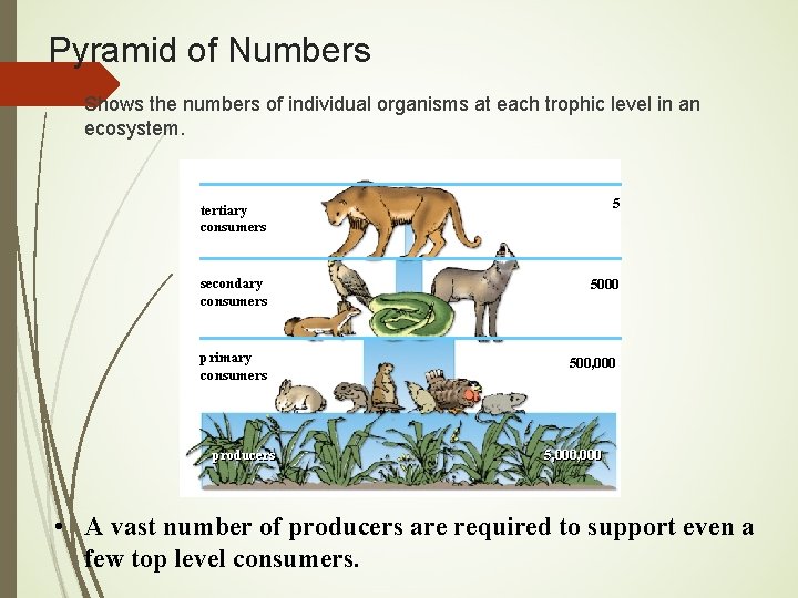 Pyramid of Numbers • Shows the numbers of individual organisms at each trophic level