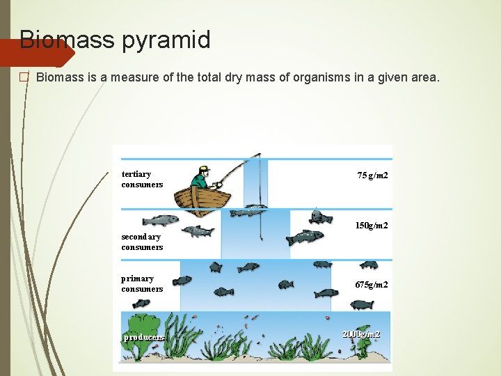 Biomass pyramid � Biomass is a measure of the total dry mass of organisms