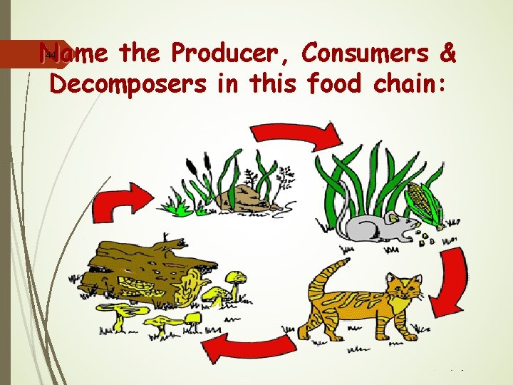 Name the Producer, Consumers & Decomposers in this food chain: 44 
