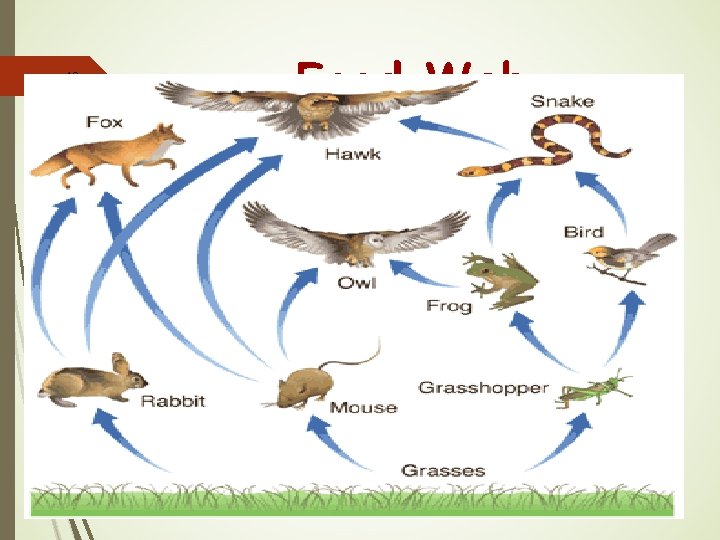 46 Food Web 