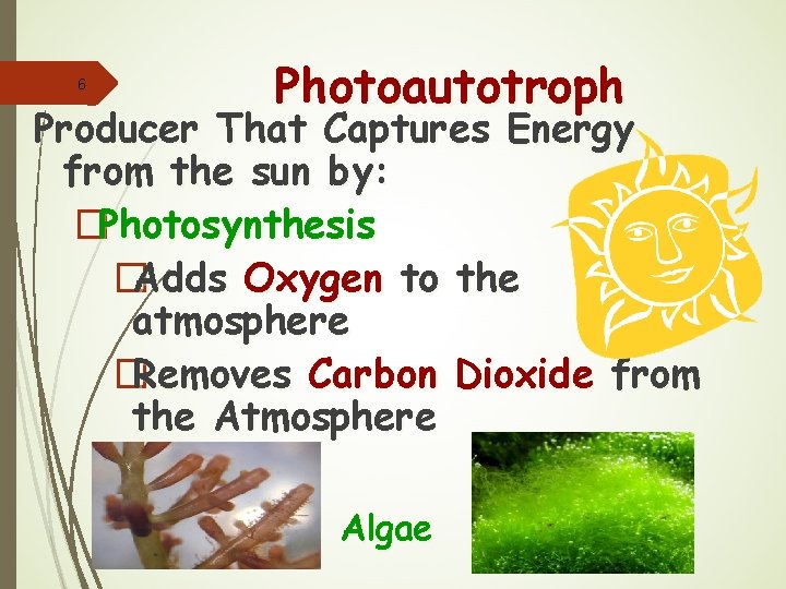 6 Photoautotroph Producer That Captures Energy from the sun by: �Photosynthesis � Adds Oxygen