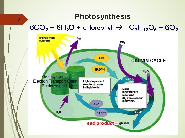 8 Photosynthesis 6 CO 2 + 6 H 2 O + chlorophyll C 6