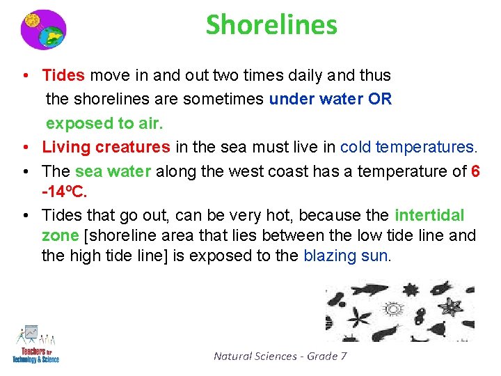 Shorelines • Tides move in and out two times daily and thus the shorelines