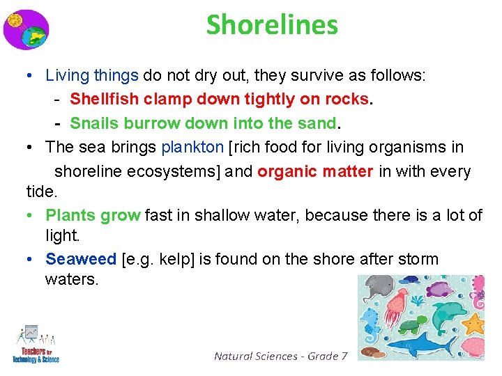 Shorelines • Living things do not dry out, they survive as follows: - Shellfish
