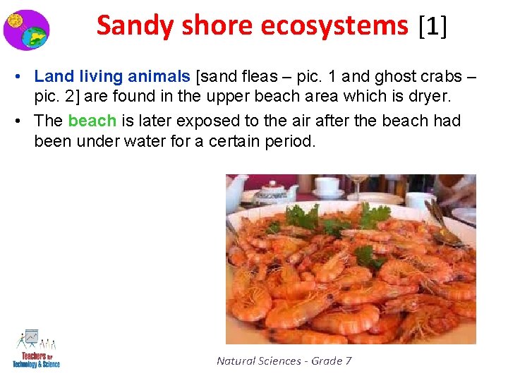 Sandy shore ecosystems [1] • Land living animals [sand fleas – pic. 1 and