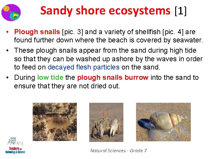 Sandy shore ecosystems [1] • Plough snails [pic. 3] and a variety of shellfish
