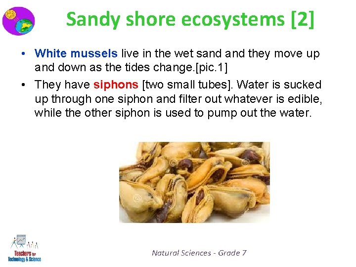 Sandy shore ecosystems [2] • White mussels live in the wet sand they move
