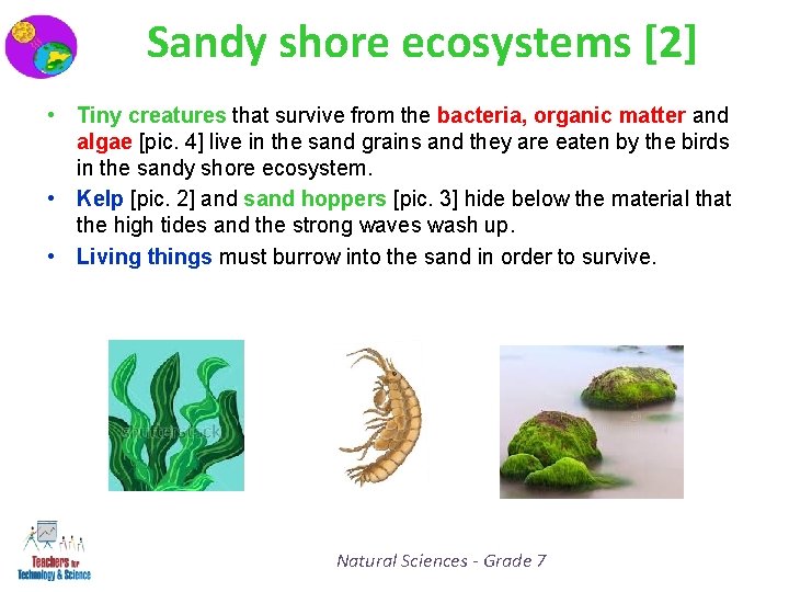 Sandy shore ecosystems [2] • Tiny creatures that survive from the bacteria, organic matter