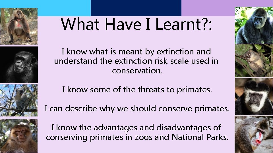 What Have I Learnt? : I know what is meant by extinction and understand What Have I Learnt? : I know what is meant by extinction and understand