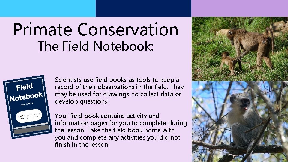 Primate Conservation The Field Notebook: Scientists use field books as tools to keep a Primate Conservation The Field Notebook: Scientists use field books as tools to keep a