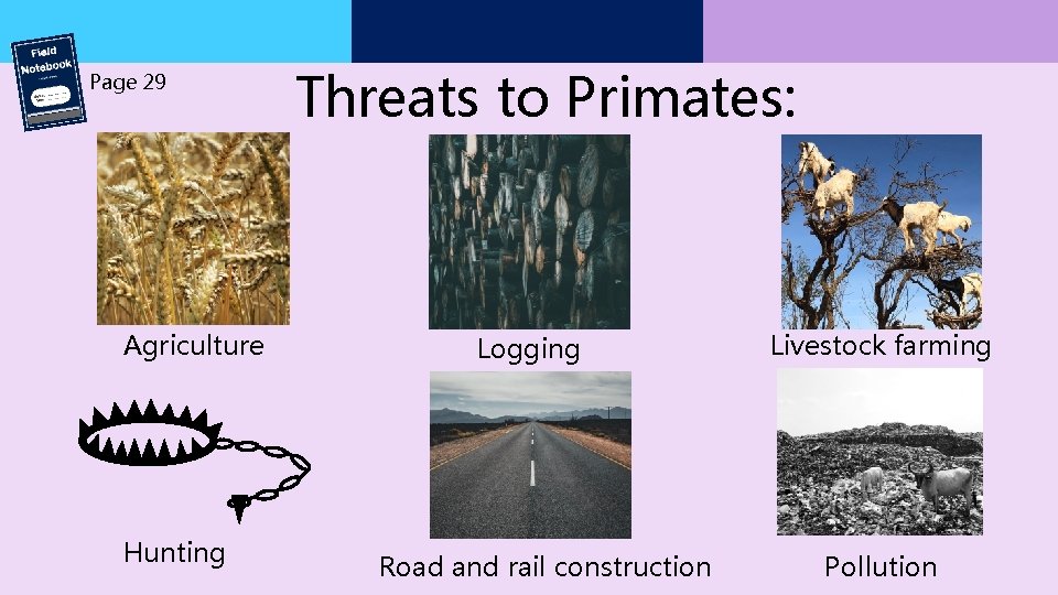 Page 29 Agriculture Hunting Threats to Primates: Logging Road and rail construction Livestock farming Page 29 Agriculture Hunting Threats to Primates: Logging Road and rail construction Livestock farming
