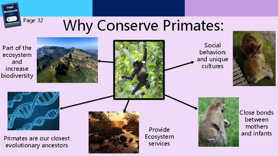 Page 32 Why Conserve Primates: Social behaviors and unique cultures Part of the ecosystem Page 32 Why Conserve Primates: Social behaviors and unique cultures Part of the ecosystem
