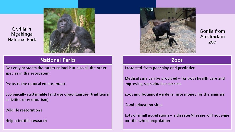 Gorilla in Mgahinga National Park Gorilla from Amsterdam zoo National Parks Not only protects Gorilla in Mgahinga National Park Gorilla from Amsterdam zoo National Parks Not only protects