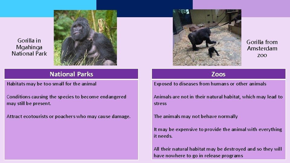 Gorilla in Mgahinga National Park Gorilla from Amsterdam zoo National Parks Zoos Habitats may Gorilla in Mgahinga National Park Gorilla from Amsterdam zoo National Parks Zoos Habitats may