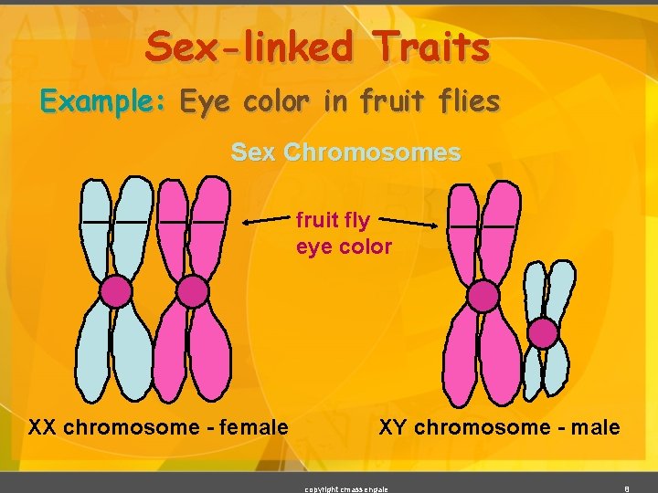 Sex-linked Traits Example: Eye color in fruit flies Sex Chromosomes fruit fly eye color