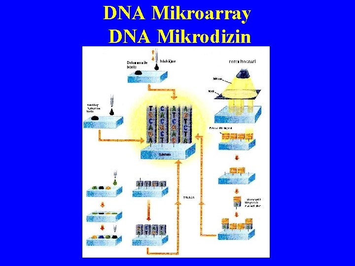 DNA Mikroarray DNA Mikrodizin 