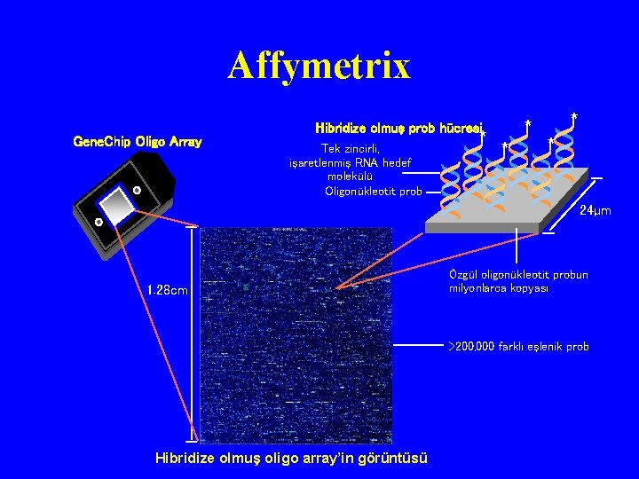 Affymetrix Gene. Chip Oligo Array Hibridize olmuş prob hücresi Tek zincirli, işaretlenmiş RNA hedef