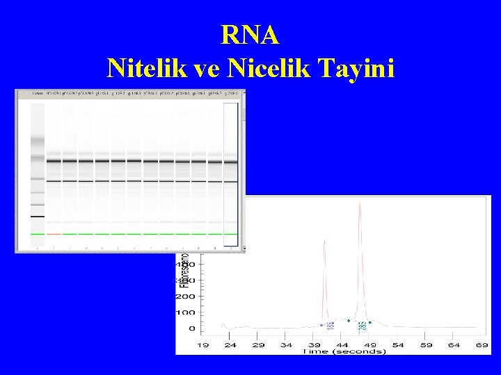 RNA Nitelik ve Nicelik Tayini 