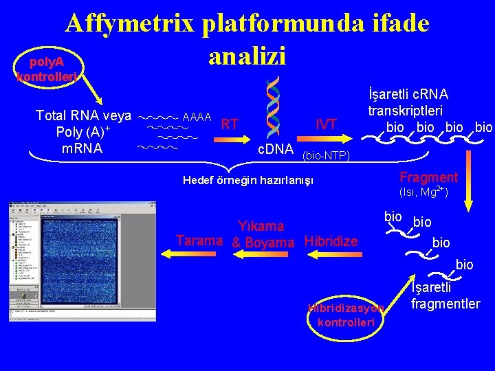 Affymetrix platformunda ifade analizi poly. A kontrolleri Total RNA veya Poly (A)+ m. RNA