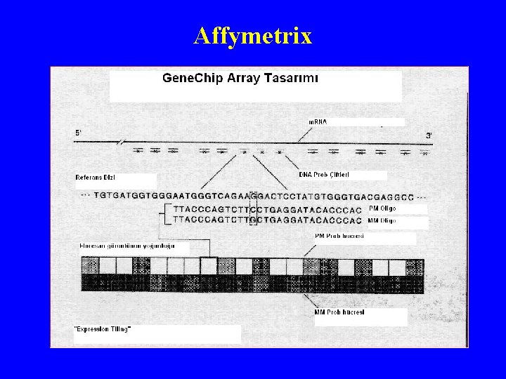 Affymetrix 