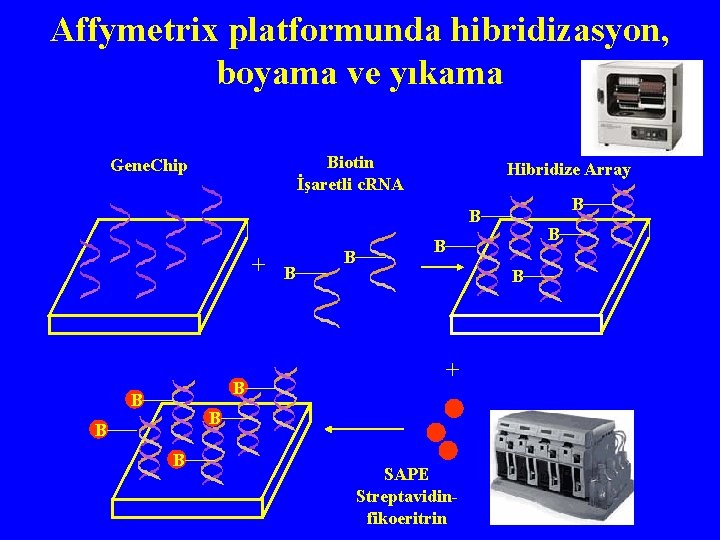 Affymetrix platformunda hibridizasyon, boyama ve yıkama Biotin İşaretli c. RNA Gene. Chip Hibridize Array