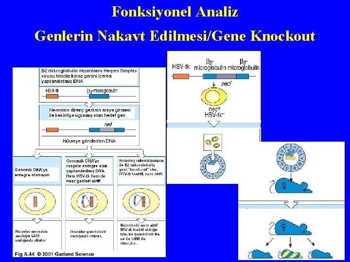 Fonksiyonel Analiz Genlerin Nakavt Edilmesi/Gene Knockout 