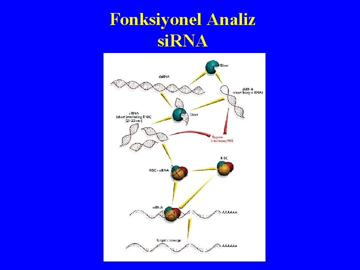 Fonksiyonel Analiz si. RNA 