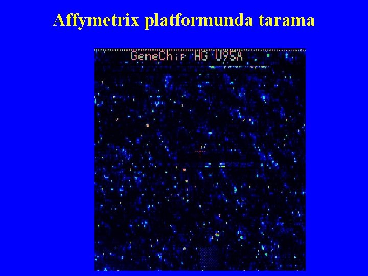 Affymetrix platformunda tarama 