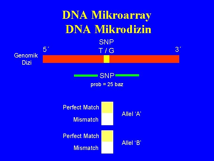 DNA Mikroarray DNA Mikrodizin Genomik Dizi 5´ SNP T/G 3´ SNP prob = 25