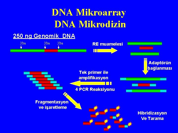 DNA Mikroarray DNA Mikrodizin 250 ng Genomik DNA Xba Xba RE muamelesi Tek primer