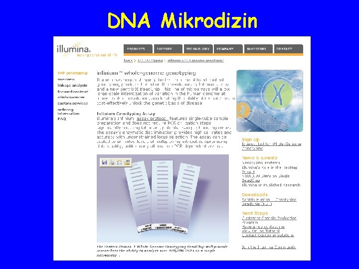 DNA Mikrodizin 