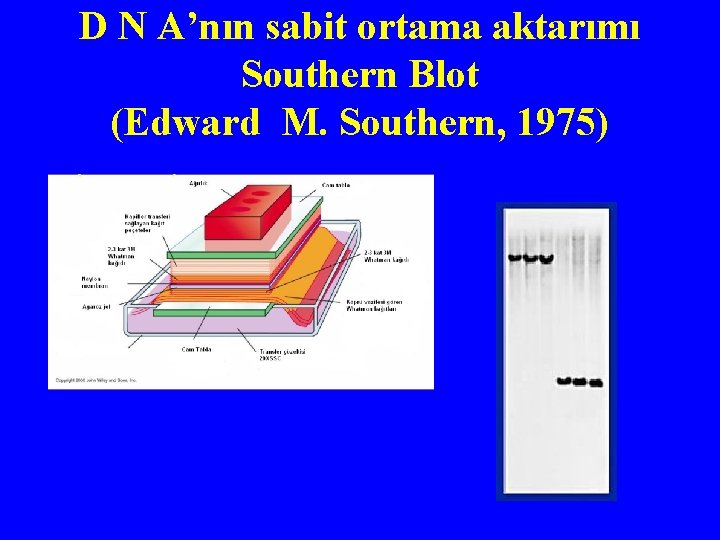 D N A’nın sabit ortama aktarımı Southern Blot (Edward M. Southern, 1975) 