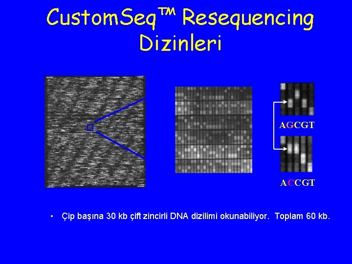 Custom. Seq™ Resequencing Dizinleri A C G T AGCGT A C G T ACCGT