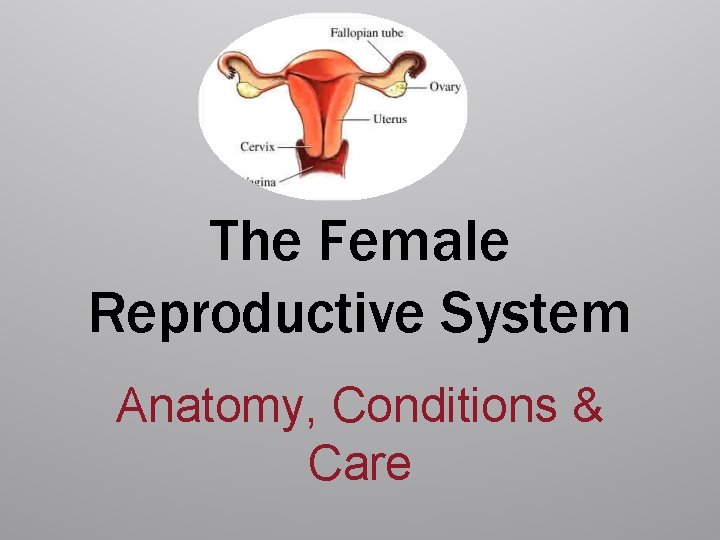 The Female Reproductive System Anatomy, Conditions & Care 
