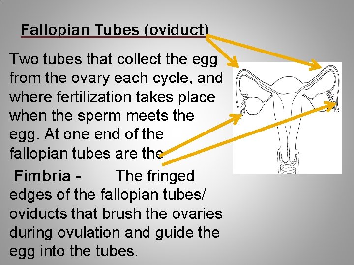 Fallopian Tubes (oviduct) Two tubes that collect the egg from the ovary each cycle,