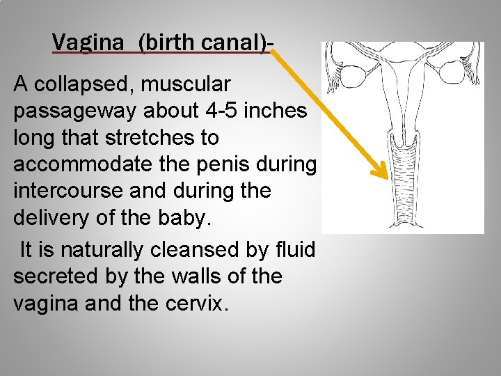 Vagina (birth canal)A collapsed, muscular passageway about 4 -5 inches long that stretches to