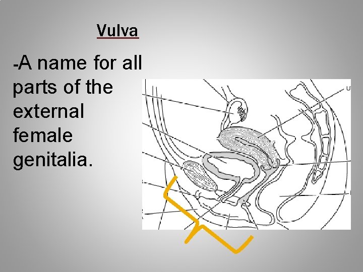 Vulva -A name for all parts of the external female genitalia. 