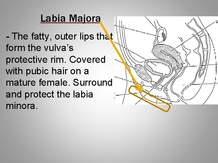 The Female Reproductive System Anatomy Conditions Care 6 The Female Reproductive System Anatomy Conditions Care 6