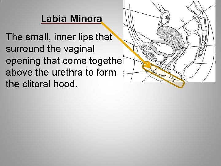 Labia Minora The small, inner lips that surround the vaginal opening that come together